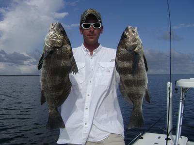 Black drum by the hundreds!
