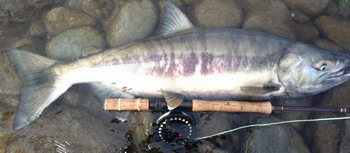 fresh chum salmon caught fly fishing 45 minutes from downtown Vancouver BC