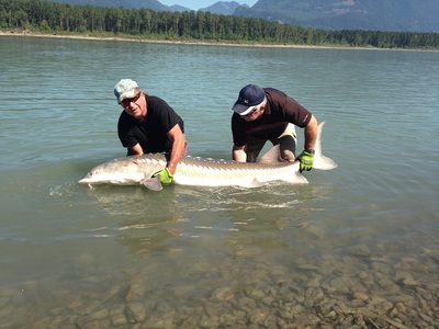 Fraser Sturgeon in the 7 foot range are common lately