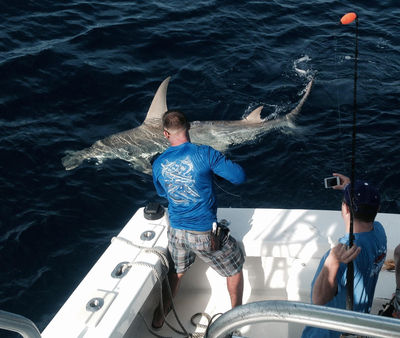 Bobby leadering a HUGE hammerhead shark