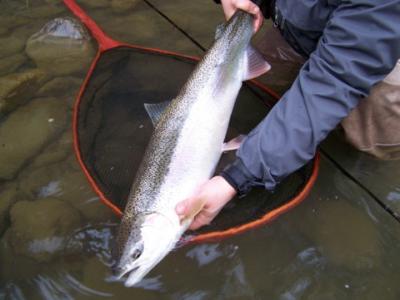 Beautiful spring Kalum River Steelhead.  Come on over and catch one of these on your own.  SEE you soon.
