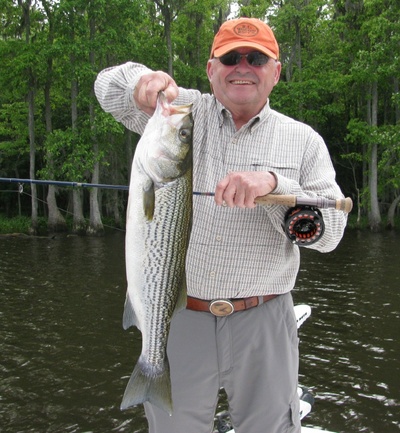 a nice fly caught Neuse River striper