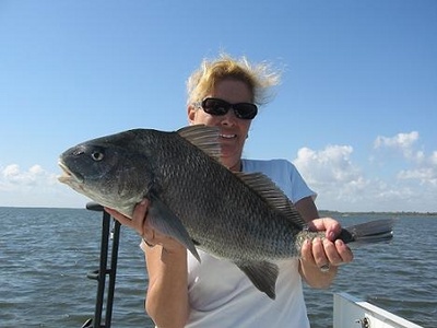 Shallow water Black Drum on the flats