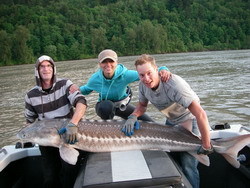 Fraser river 7 foot Sturgeon from last week, we get lots of these!