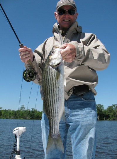 May striper bite has been red hot!