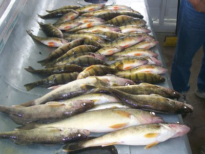 Multi-species fishing