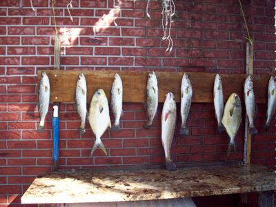 trout,redfish,and pompano