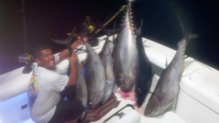 Yellowfin Tuna's