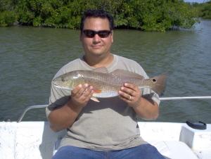 23 inch redfish on shrimp, Estero Bay, SW FL