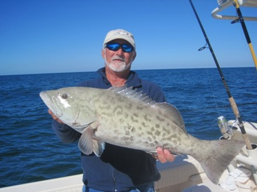 30-inch gag grouper released