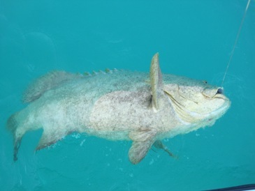 425 lb goliath grouper, released