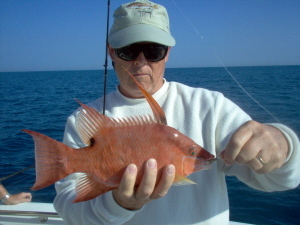 hogfish on hook and line