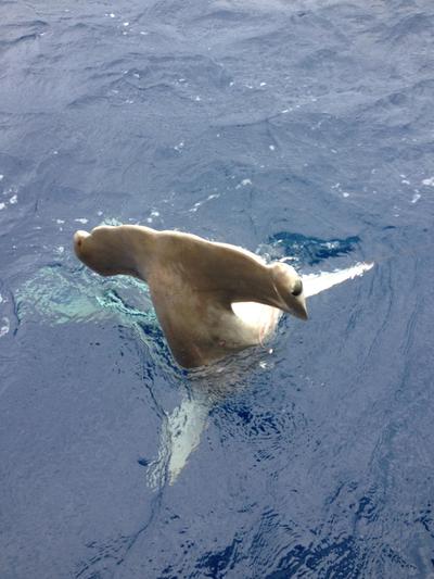 Hammerhead shark caught and released