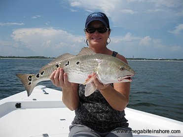 This upper slot redfish hit a live pinfish in Pensacola Pass.
