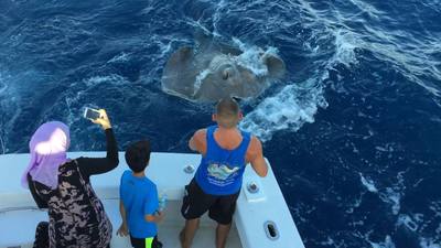 Huge Stingray caught off Fort Lauderdale