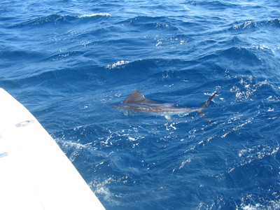 Sailfish just after release
