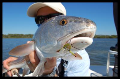 This guy fell for a Crab pattern Fly.