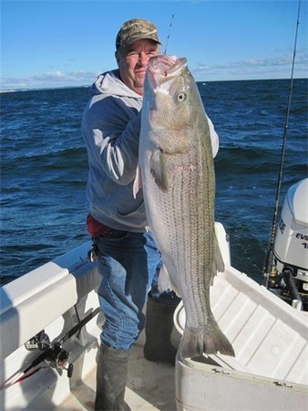 This 41 pound Cape Cod Bay striper fell to a live bait in only 12 feet of water.