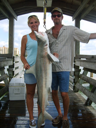 Linda\'s Blacktip shark caught on 15lb test line