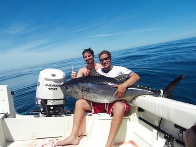 School tuna like this 150 pounder are routinely taken on spinning gear in the waters around Stellwagen Bank.