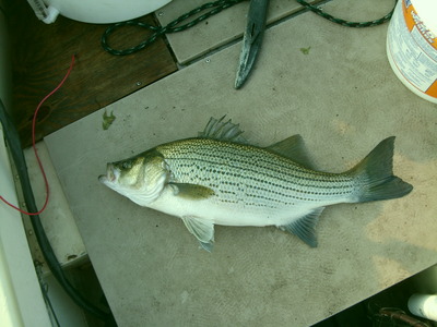 Hybrid Striped Bass at Trenton on the delaware river