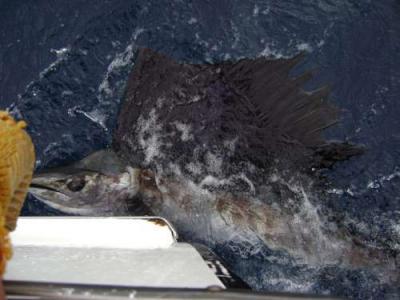 Big sailfish being released while fishing offshore of Fort Lauderdale