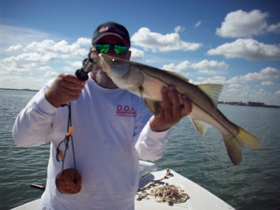 Small snook like this one are everywhere.