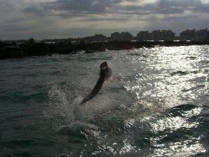 Alex gets his tarpon to dance