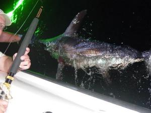 Doug released his first swordfish