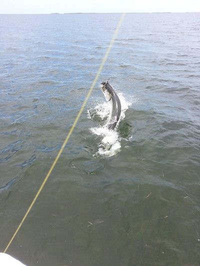 Client Johnny Krause with a 180 lb Tarpon