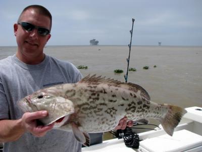 Gag Grouper