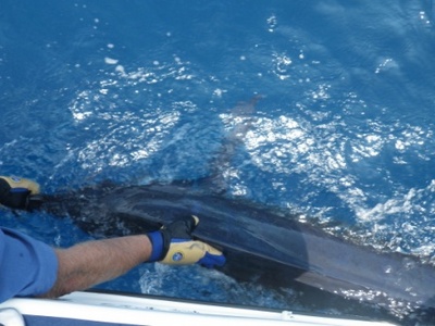 Blue Marlin released off Durban