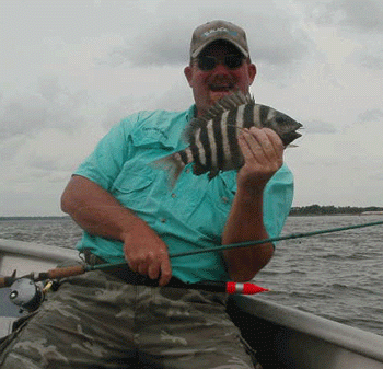 Summer sheepshead in river