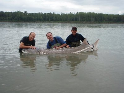 Beasts like this 8.5 ft, 350 lb Sturgeon are not that uncommon from late July to late October.