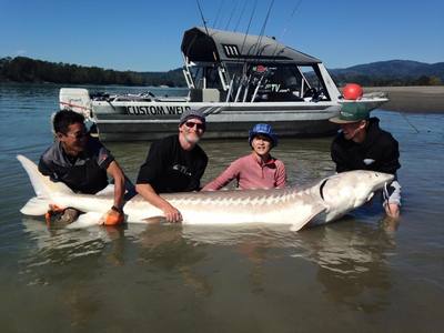 Giant White Sturgeon have infested the Fraser river in British Columbia!