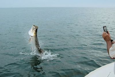 Barry Slee, from IL, jumped and landed this tarpon on a live crab while fishing the coastal gulf in Sarasota with Capt. Rick Grassett.