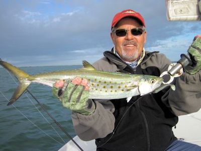 Bill Moore's Sarasota Bay CAL shad Spanish mackerel caught and released with Capt. Rick Grassett