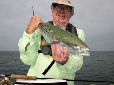 Bill Rhodes Sarasota fly false albacore caught and released with Capt. Rick Grassett