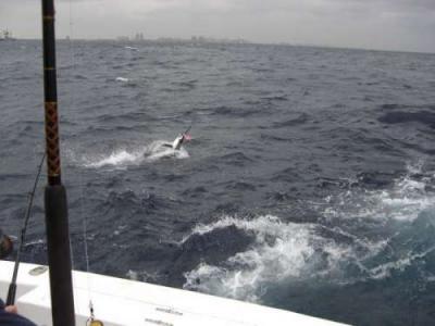 Big Sailfish biting off the coast of Fort Lauderdale