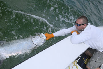 Capt. Andy Cotton, from Sarasota, FL, caught and released this tarpon on a fly while fishing with his father-in-law, Capt. Rick Grassett.