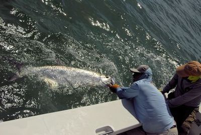 Capt. Rick Grassett revives a tarpon caught and released by Bill Nesbitt on a fly while fishing in Sarasota with Capt. Rick Grassett.