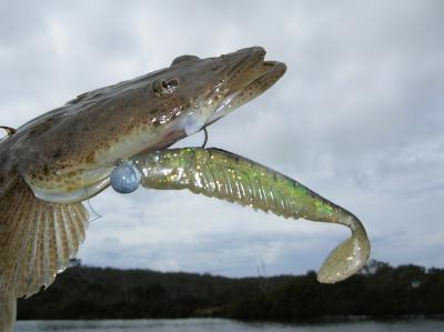 One of the Lure caught Flathead from the Bermagui River