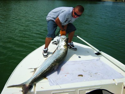 Miami Tarpon