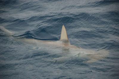 We're catching Hammerheads and other big game sharks off Fort Lauderdale