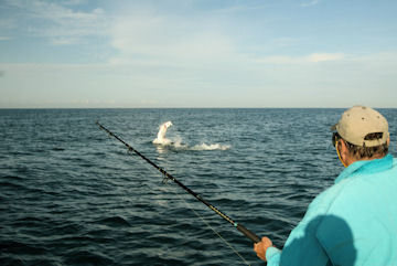 Dennis Ondercin, from Middleburg Heights, OH, jumped this tarpon off Siesta Key while fishing with Capt. Rick Grassett.