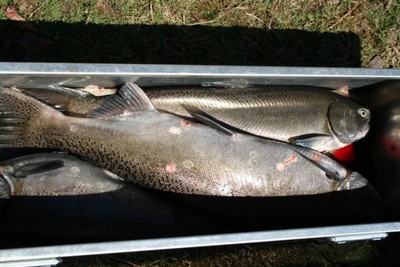 A box of upper Klamath chrome caught with guide Andy Martin of www.wildriversfishing.com.