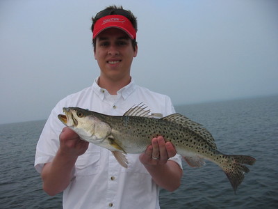 A Mosquito Lagoon spotted sea trout on topwater.