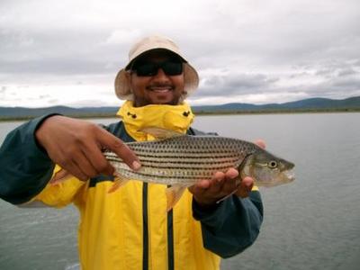 Tiger Fish on Surface Lure