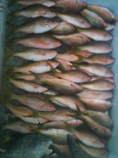 Snapper fishing in Ft Lauderdale