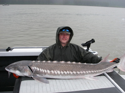 June Sturgeon on the Fraser are often this big